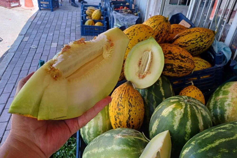 Araban Ovası'nda kavun hasadı başladı