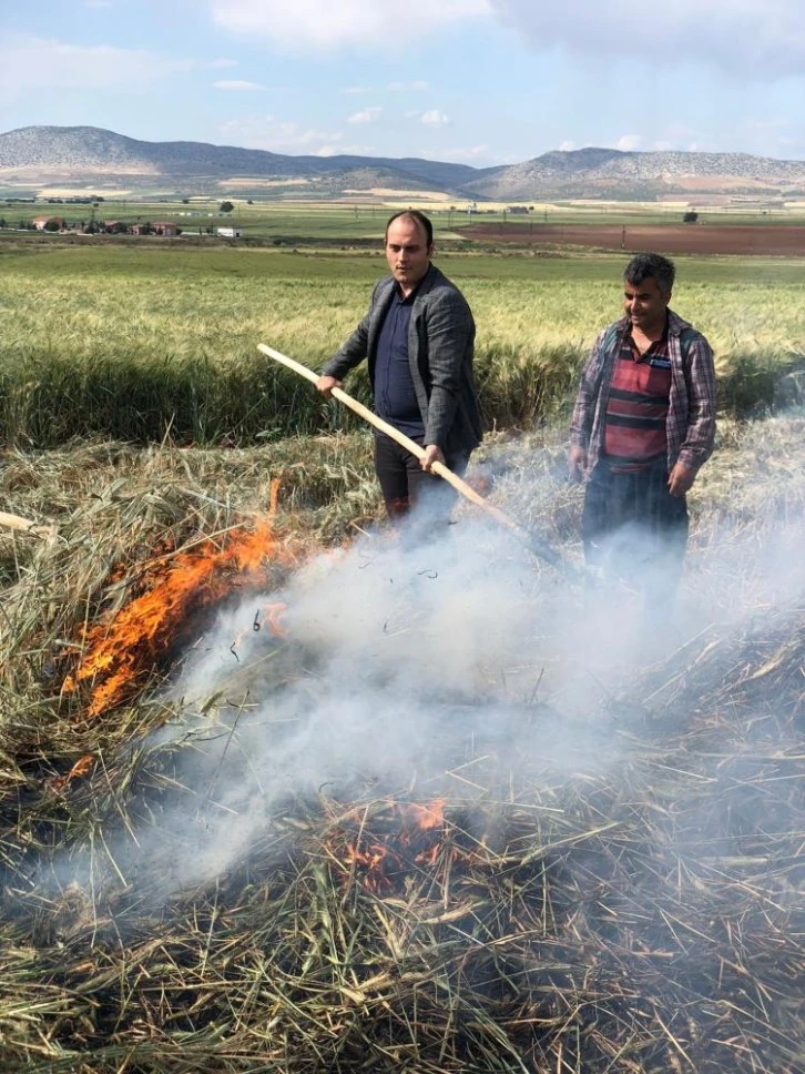 Gaziantep'te geleneksel yöntemlerle yapılan firik hasadı başladı