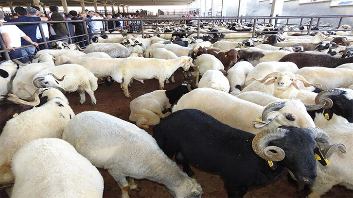  Kurban Bayramı öncesi hayvan pazarları hareketlendi