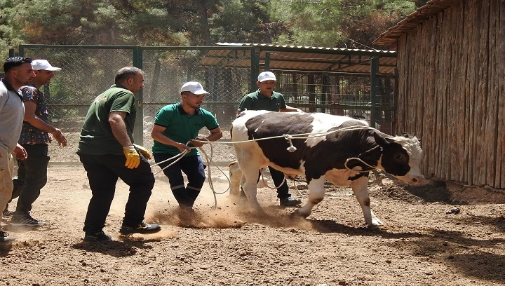 kurban yakalama timi bayrama hazır