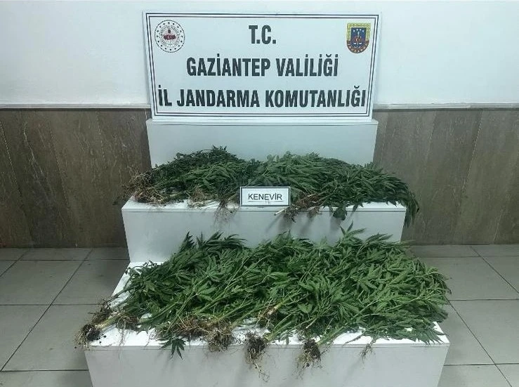 YASADIŞI KENEVİR EKİMİNE JANDARMA OPERASYONU