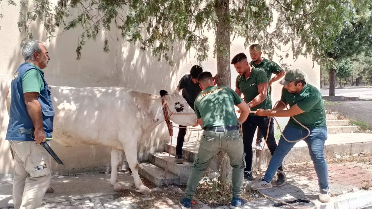 BÜYÜKŞEHİR BELEDİYESİ KURBAN BAYRAMI MESAİSİNİ YOĞUN ŞEKİLDE TAMAMLADI