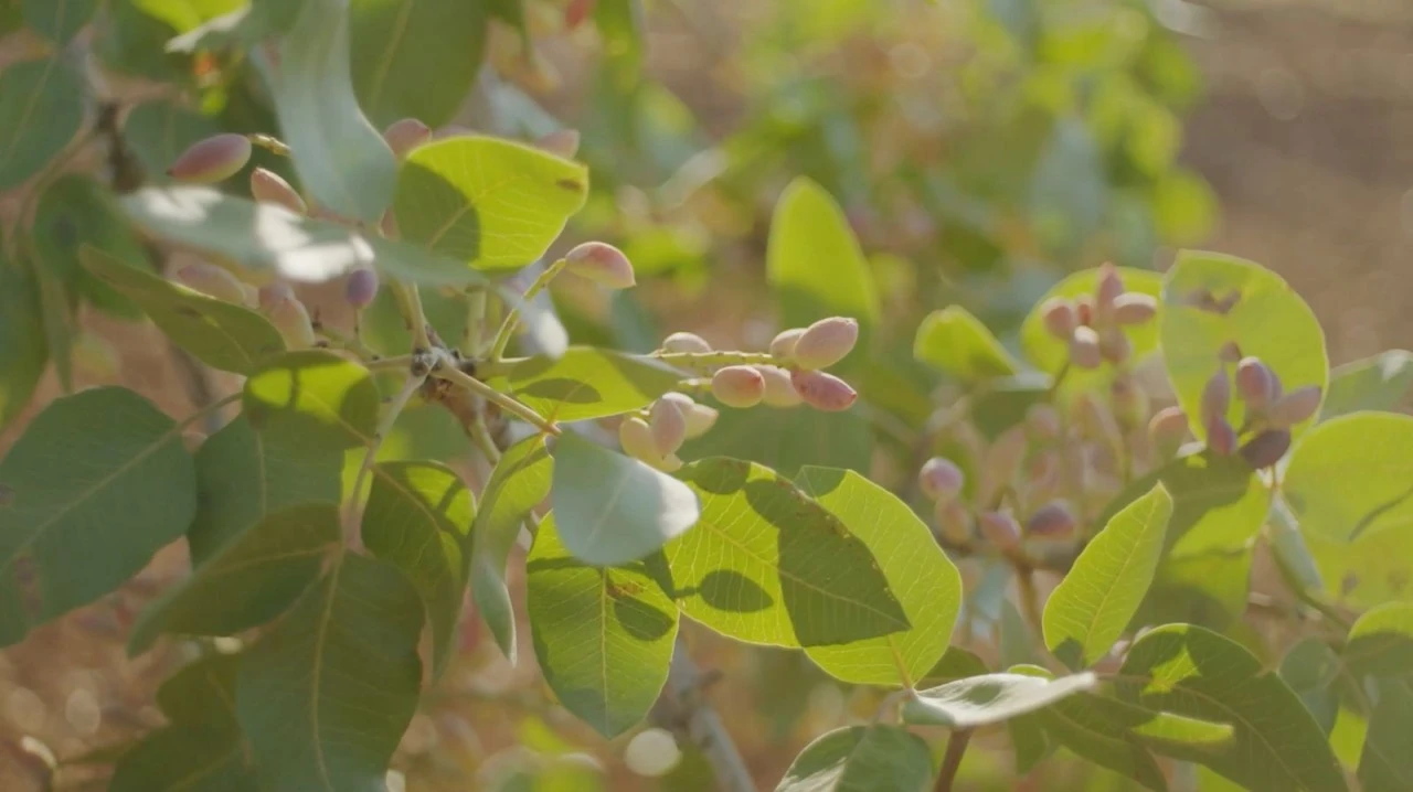 Tiryaki Agro, fıstık tesisinin kapasitesini  iki katından fazla artırıyor