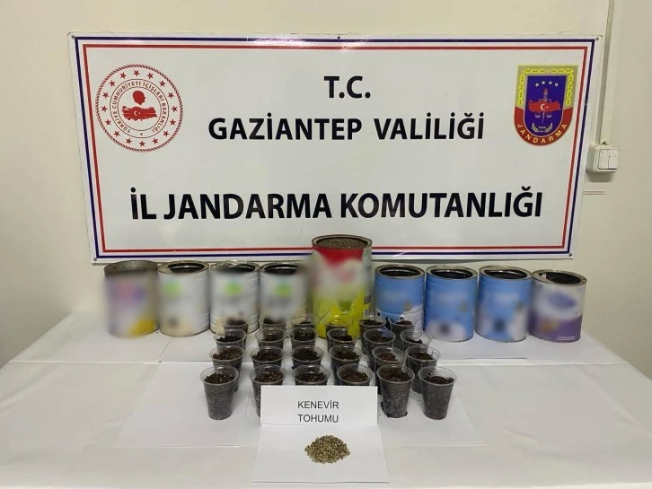 YASADIŞI KENEVİR EKİMİNE JANDARMA EL KOYDU