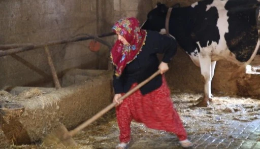 2 inekle başladı sıfır kilometre ara&ccedil; sahibi oldu