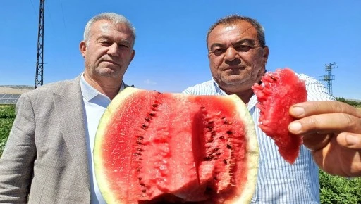 Araban'da karpuz hasadı başladı