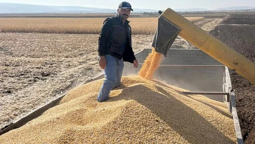  Araban Ovası&rsquo;nda mısır hasadına başlandı