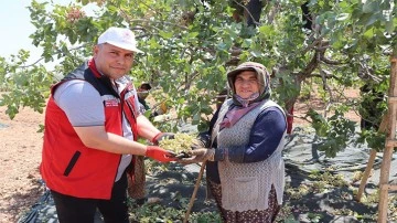 baklavalık boz Antep fıstığı hasadı başladı