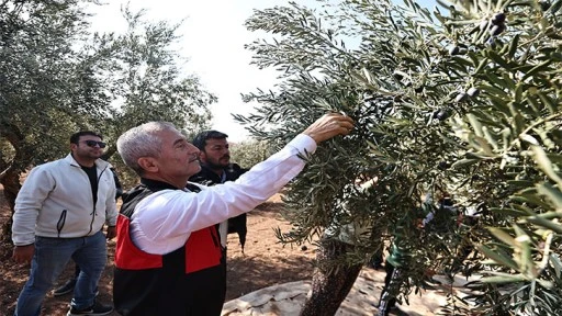 BAŞKAN TAHMAZOĞLU ZEYTİN HASADINA KATILDI