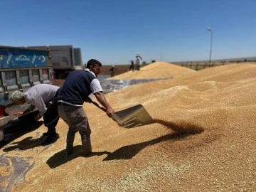 Buğdaylar eski usülle saklanmaya başlandı