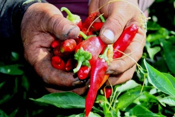 En acı hasat başladı