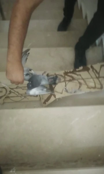 Fare kapanına kapılan güvercin özgürlüğüne kavuştu