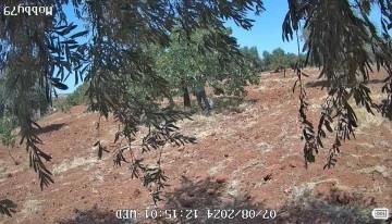 FISTIK BAHÇELERİNDE HIRSIZLIĞA KARŞI JANDARMADAN KAMERALI ÖNLEM