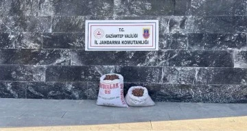 FISTIK HIRSIZI 6 ŞAHSA JANDARMADAN SUÇÜSTÜ