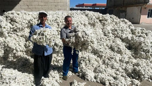 Gaziantep&rsquo;in Araban il&ccedil;esinde pamuk hasadı başladı