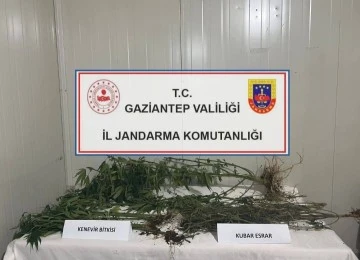 Gaziantep'te 214 kök Hint keneviri ele geçirildi: 8 gözaltı