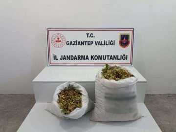 Gaziantep'te 515 kilo Antep fıstığı çalan 2 şüpheli suçüstü yakalandı