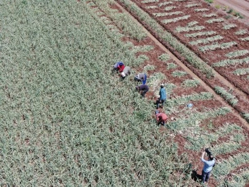 Gaziantep'te AB tescilli Araban sarımsağının hasadı başladı