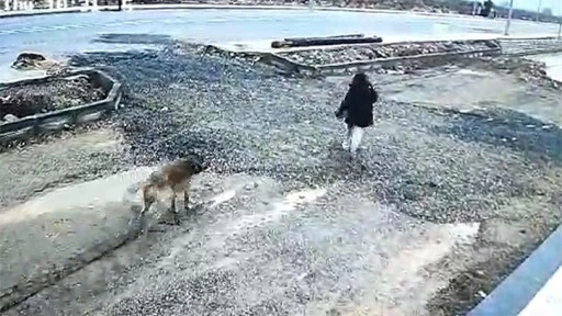 Gaziantep'te başıboş köpek kız çocuğuna saldırdı