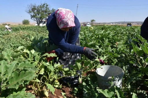 Gaziantep'te domates, patlıcan ve biber hasadı başladı