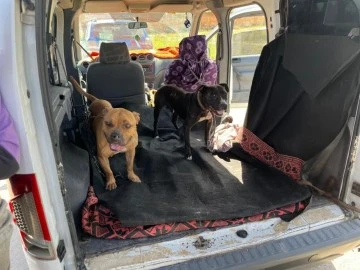 Gaziantep'te jandarma ekipleri yasak ırk 3 köpeğe el koydu