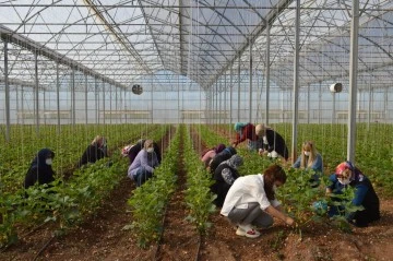 Gaziantep'te kadın çiftçilere tarım eğitimi