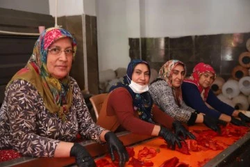 Gaziantep'te kadınlar ekmeklerini 'acı'dan çıkarıyor
