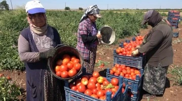 Gaziantep'te kadınların domates hasadı başladı