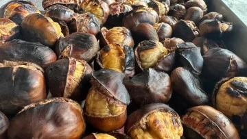 Gaziantep’te kestane sezonu başladı