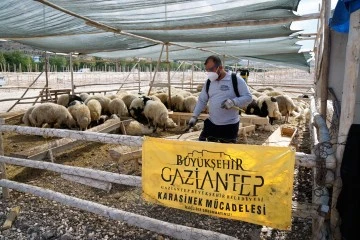 GAZİANTEP'TE KURBAN KESİM NOKTALARI İLAÇLANARAK VEKTÖRLERE KARŞI KONTROL ALTINA ALINDI