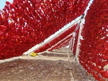  Gaziantep’te yeni mahsul kurutmalıklar tezgaha inmeye başladı