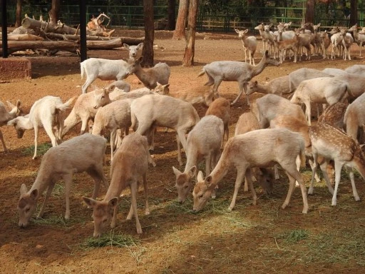 Gaziantep Zoo Parkı'nda bin 100 doğum sevinci yaşandı