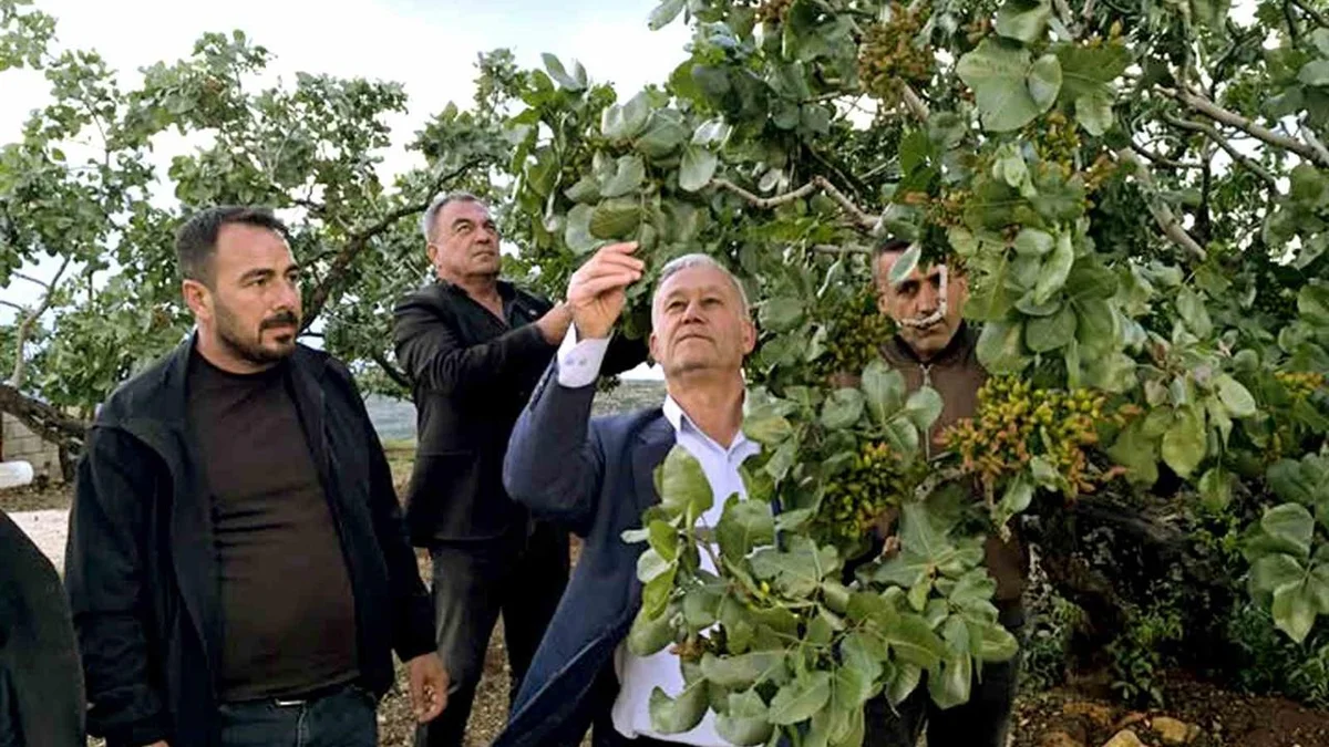 Hasan Altun Sahada: Doludan Zarar G&ouml;ren Fıstık Bah&ccedil;eleri İncelendi