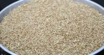 Hasat sezonunun ilk mahsul buğdayı