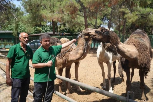  Hayvanlar sıcak havada buzlu kokteylle serinliyor