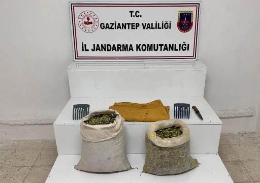 JANDARMA DEDEKTİFLERİ ZEYTİN HIRSIZLARINA FIRSAT VERMİYOR