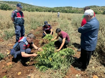 JANDARMA EL KOYDUĞU 214 KÖK KENEVİRİ İMHA ETTİ