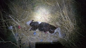 Kazada savrulan ineğe başka bir araç daha çarptı: 1'i ağır 3 yaralı