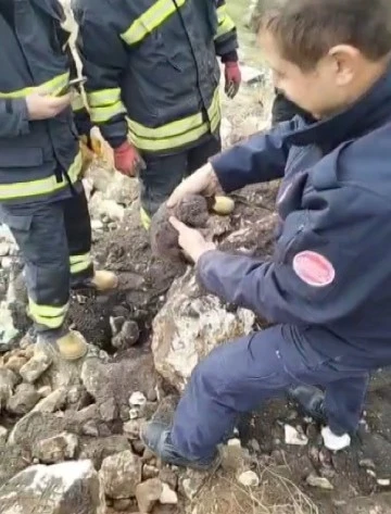 molozların altında sıkışan yavru köpekler kurtarıldı