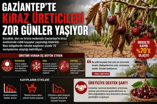 GAZİANTEP'TE KİRAZ ÜRETİCİLERİ ZOR GÜNLER YAŞIYOR: REKOLTE KAYBI YÜZDE 70'E ULAŞTI