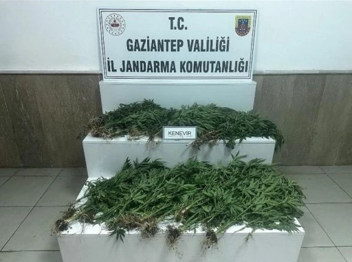 YASADIŞI KENEVİR EKİMİNE JANDARMA OPERASYONU