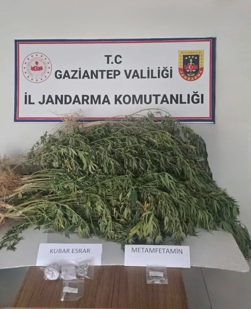 YASADIŞI KENEVİR EKİMİNE JANDARMA OPERASYONU