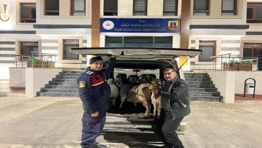 JANDARMA DOLANDIRICILARA G&Ouml;Z A&Ccedil;TIRMIYOR