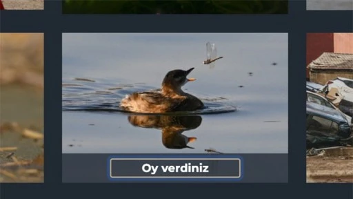GAZİANTEP'İN SEVİMLİ ÖRDEĞİ OYLARINIZI BEKLİYOR