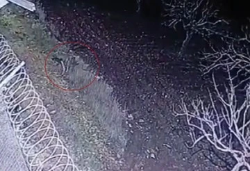 Nesli tükenme tehlikesinde olan çizgili sırtlan, Gaziantep'te kameraya yakalandı