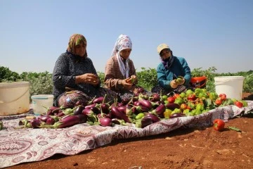Patlıcan ve biberler kadınların elinde Gaziantep'in tescilli lezzeti 'kurutmalık' oluyor