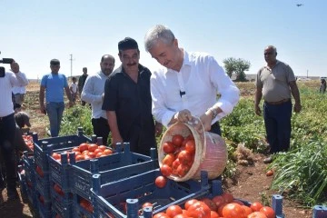 Şahinbey'de domatesin fiyatı tarladan pazara değişmiyor