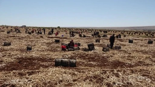 Sarımsak hasadını sürdüren çiftçiler yüksek rekolteden memnun
