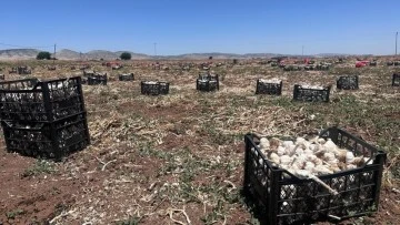 Sarımsak tarlada 15, markette 40 lira
