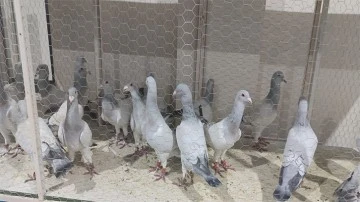 Türkiye'nin en güzel güvercinleri Karkamış'ta görücüye çıktı